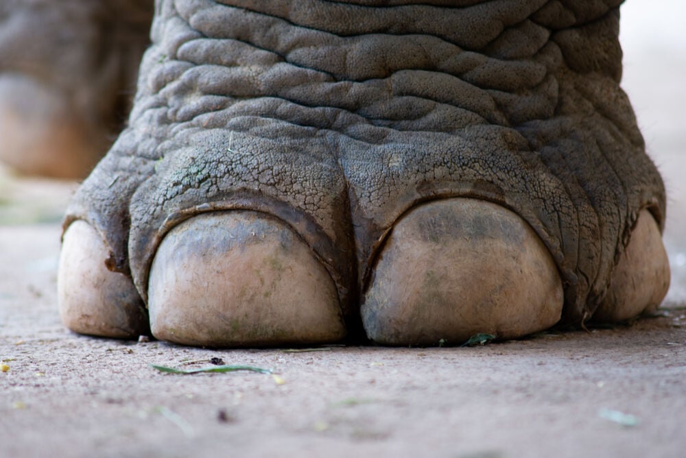 Wussten Sie, dass auch die Nägel von Zoo- und Zirkuselefanten Pflege brauchen? Qualifizierte Tierwärter kontrollieren u. a. die Nagelhaut und feilen die Nägel mechanisch